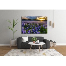 Texas bluebonnet field at sunset in Muleshoe Bend Recreation Area, Austin Printed Canvas