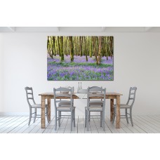 Bluebell woods at Camborne in the Cornwall countryside, UK Printed Canvas