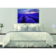 Beautiful image of lavender field, Summer sunrise landscape Printed Canvas