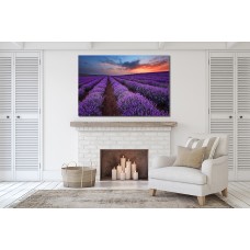 Lavender Fields with Sunset view Printed Canvas