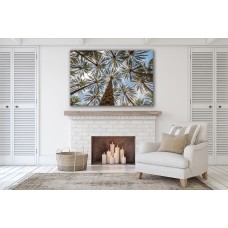 Palm Treesin the forest with Sky view sunlight Printed Canvas
