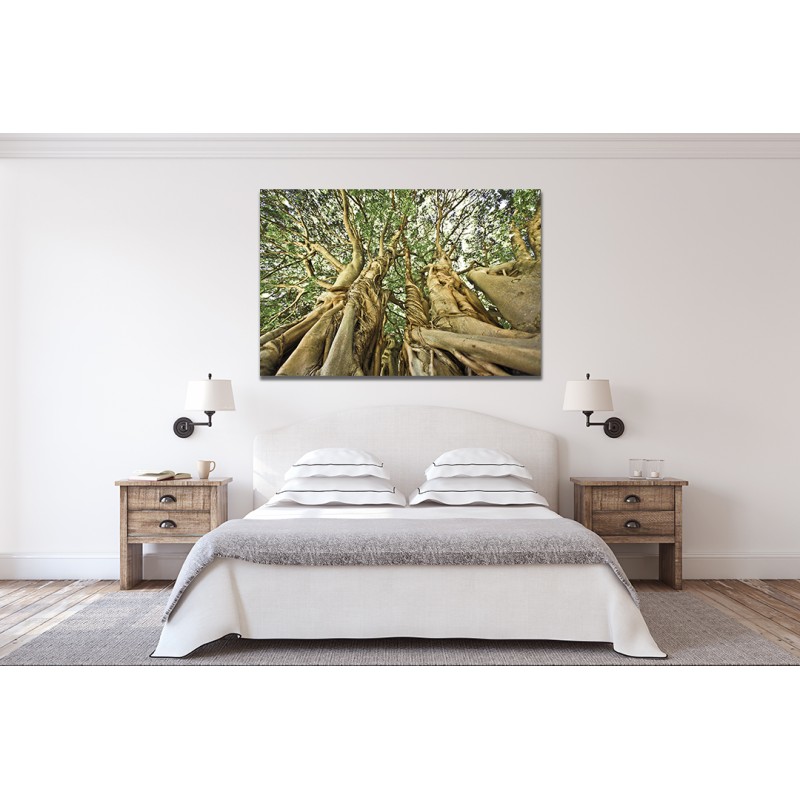 Large Tree in Kirstenbosch Gardens, Cape Town Printed Canvas