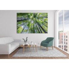 Tall Trees Looking up to Sky Printed Canvas