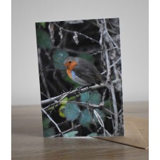 Wildlife Robin greeting  Card