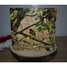 Wildlife Robin greeting Card