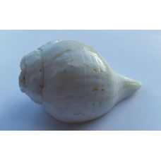 Sacred shankha holy divine sound sikh shankh conch shell vamavarti hindu pooja oo